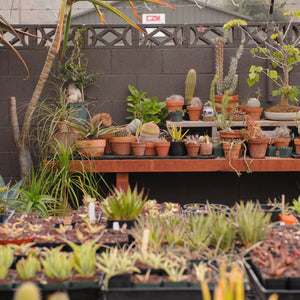 Plants