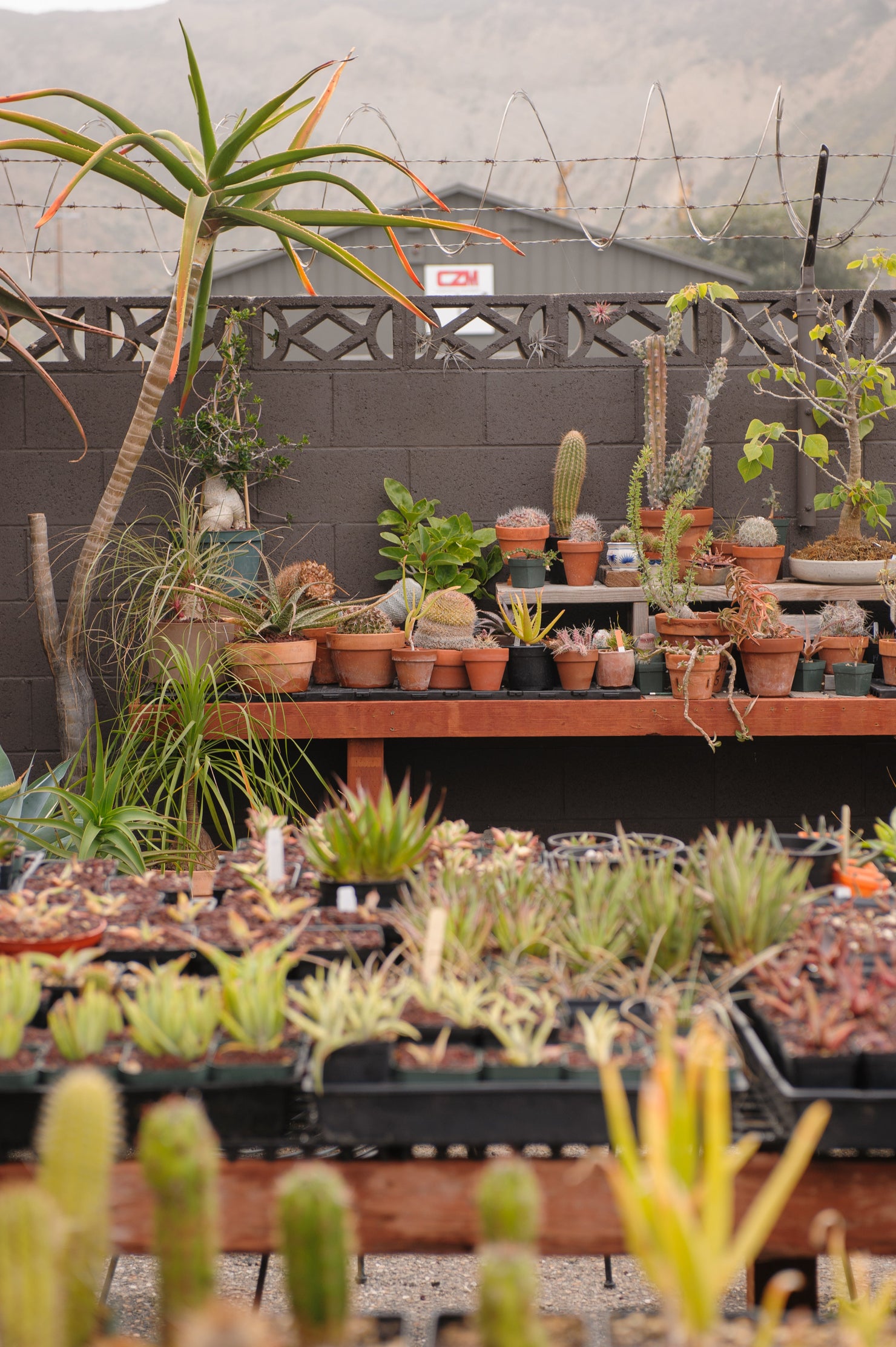 Plants