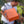 Arch Rock Aloes Collectors Club