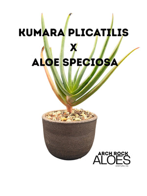 Kumara plicatilis × Aloe speciosa