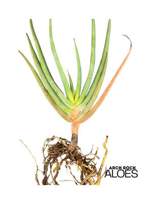 Kumara plicatilis × Aloe speciosa