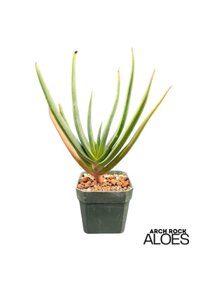 Kumara plicatilis × Aloe speciosa