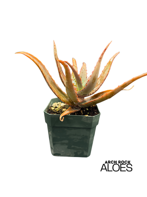 Aloe divaricata hybrids