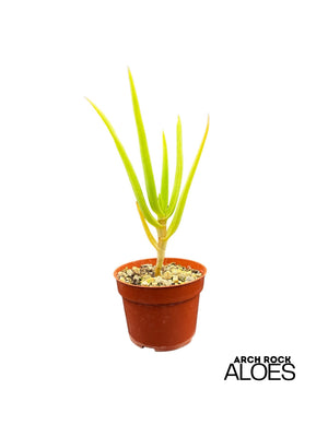 Aloe sabaea