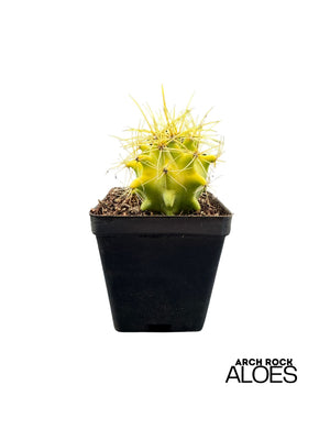 Ferocactus (F. echidne x glaucescens)