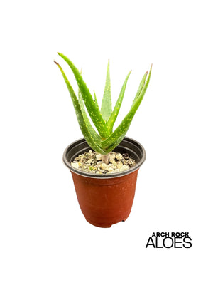Aloe dawei × Aloe ngobitensis