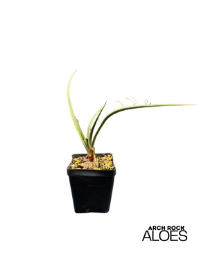 Yucca potosina