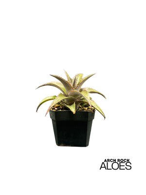 Dyckia platyphylla