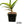 Aloe arenicola x Aloe rubroviolacea — One-Off Specimen