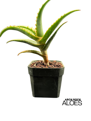 Aloe arenicola x Aloe rubroviolacea — One-Off Specimen