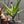 Aloe rubroviolacea x Aloe rupestris