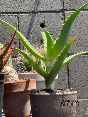Aloe rubroviolacea x Aloe rupestris