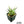 Agave Blue Glow (Agave attenuata x Agave ocahui)