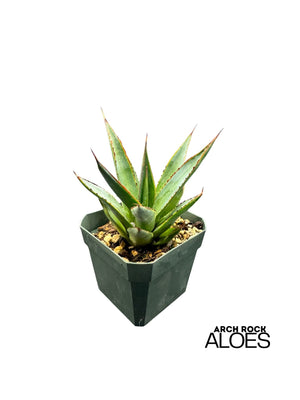 Agave Blue Glow (Agave attenuata x Agave ocahui)
