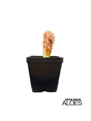 Lophocereus schotti