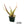 Aloe labworana hybrids