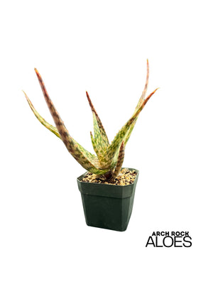 Aloe labworana hybrids
