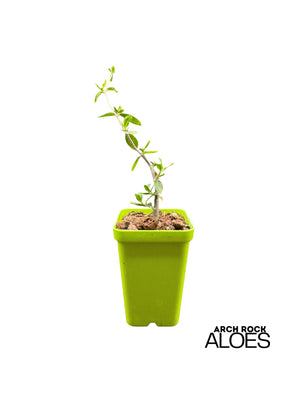 Fockea edulis