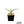 Yucca carnerosana — Seed Grown | Giant Spanish Dagger