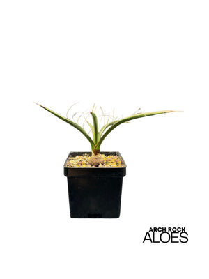 Yucca carnerosana — Seed Grown | Giant Spanish Dagger