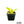 Agave ellemeetiana