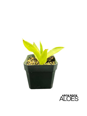 Agave ellemeetiana