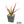 Aloe ‘Guinan’