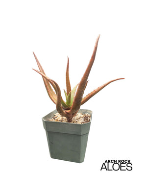 Aloe ‘Guinan’