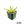 Agave ghiesbreghtii