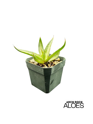 Agave ghiesbreghtii