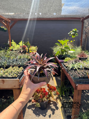 Dyckia 'Burgundy Ice'