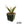 Agave shawii var. goldmaniana seed-grown specimen with broad blue-green foliage