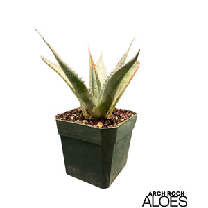 Agave shawii var. goldmaniana seed-grown specimen with broad blue-green foliage