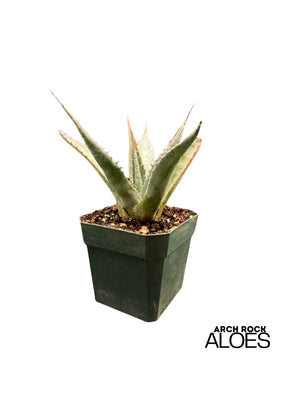 Agave shawii var. goldmaniana seed-grown specimen with broad blue-green foliage
