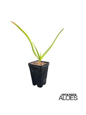 Aloe cooperi x Aloe ngobitensis