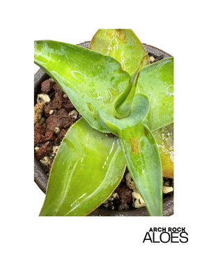 Agave vilmoriniana