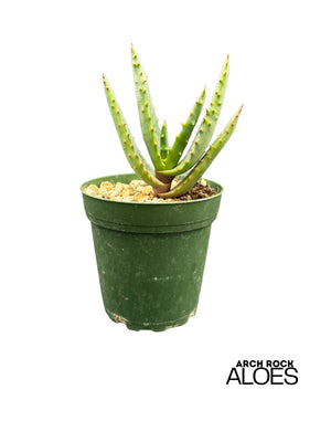 Aloe rupestris × Aloe excelsa