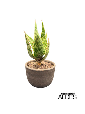 Aloe harlana