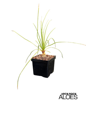 Calibanus hookeri x Beaucarnea