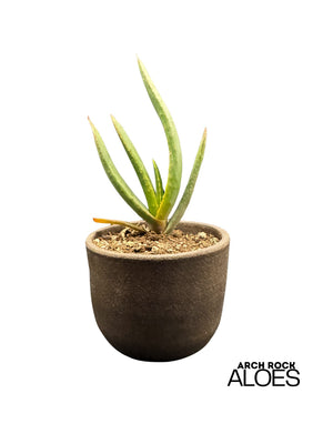 Kumara plicatilis x Aloe excelsa