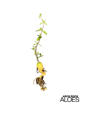 Fockea edulis