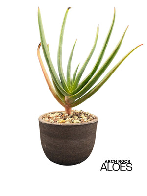 Kumara plicatilis × Aloe speciosa