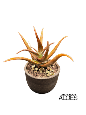 Aloe divaricata hybrids