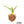 Yucca carnerosana — Seed Grown | Giant Spanish Dagger