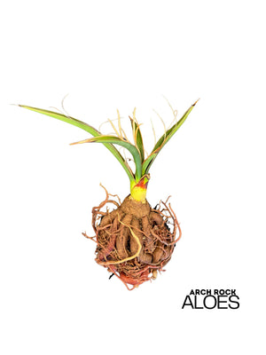 Yucca carnerosana — Seed Grown | Giant Spanish Dagger