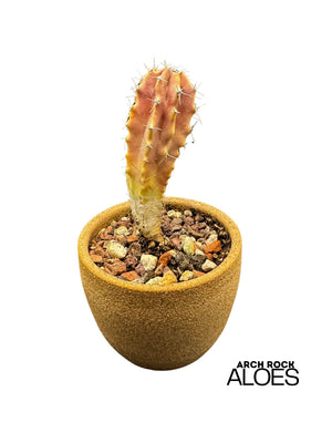 Lophocereus schotti
