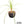 Calibanus hookeri x Beaucarnea