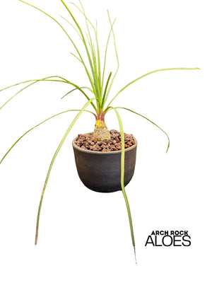 Calibanus hookeri x Beaucarnea