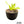 Agave ellemeetiana