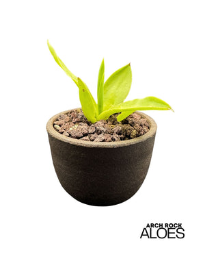 Agave ellemeetiana
